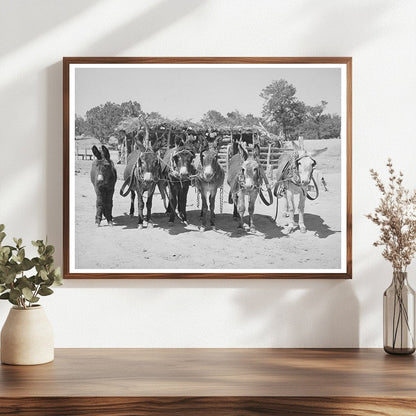 Burros and Colt Working on Farm in Pie Town 1940