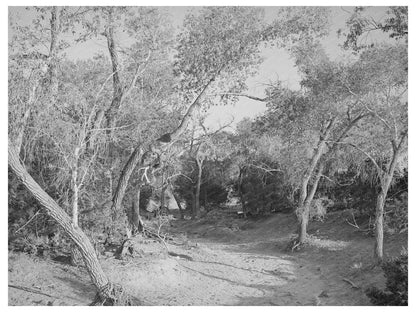 Road Through Woods in Pie Town New Mexico 1940