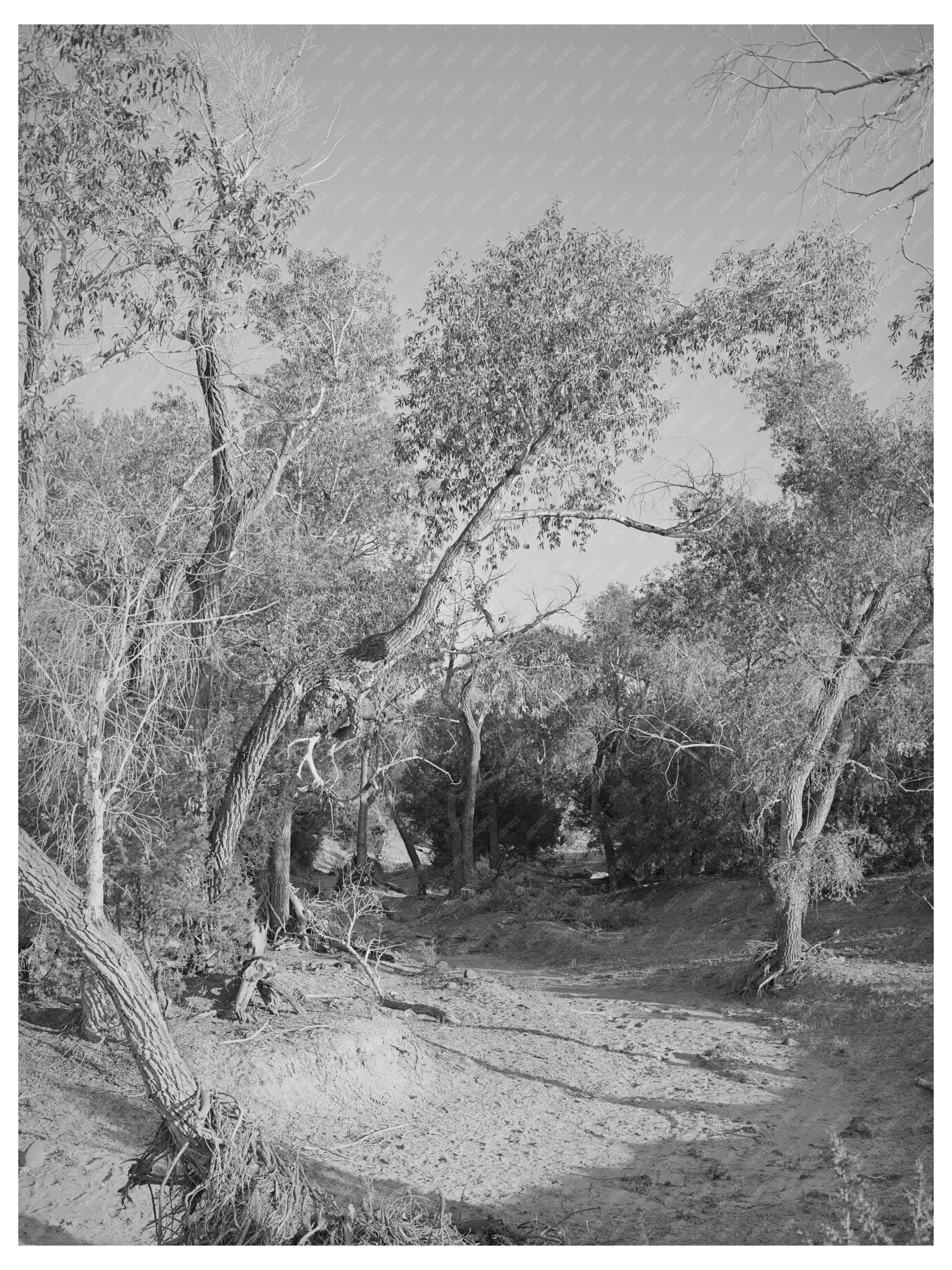 Road Through Woods in Pie Town New Mexico June 1940