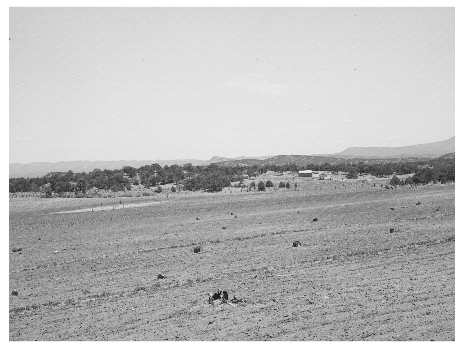 Farming Land in Pie Town New Mexico June 1940