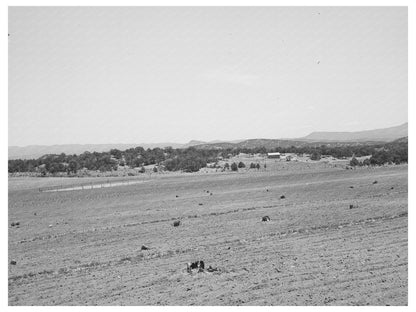 Farming Land in Pie Town New Mexico June 1940