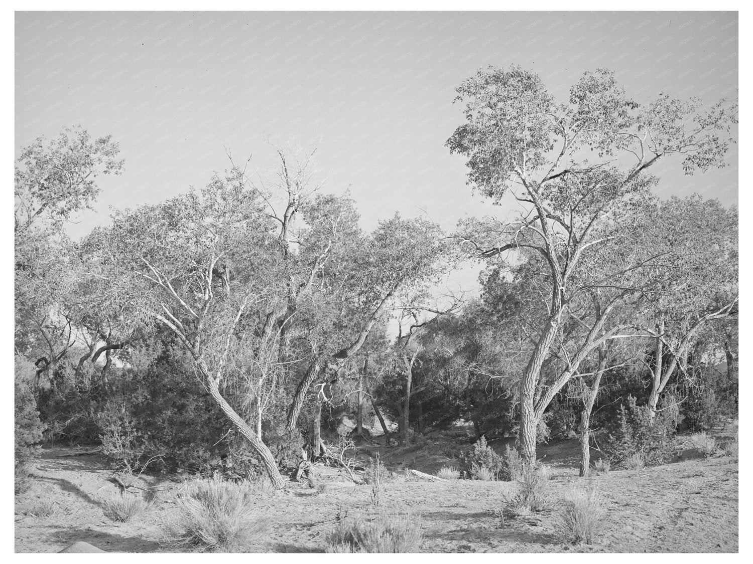 Cottonwood Trees in Quemado New Mexico June 1940