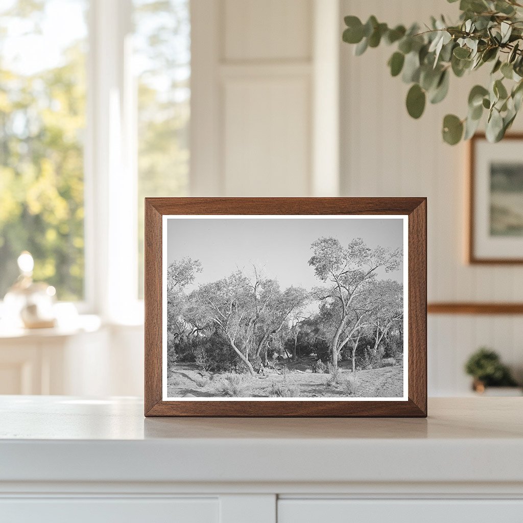 Cottonwood Trees in Quemado New Mexico June 1940