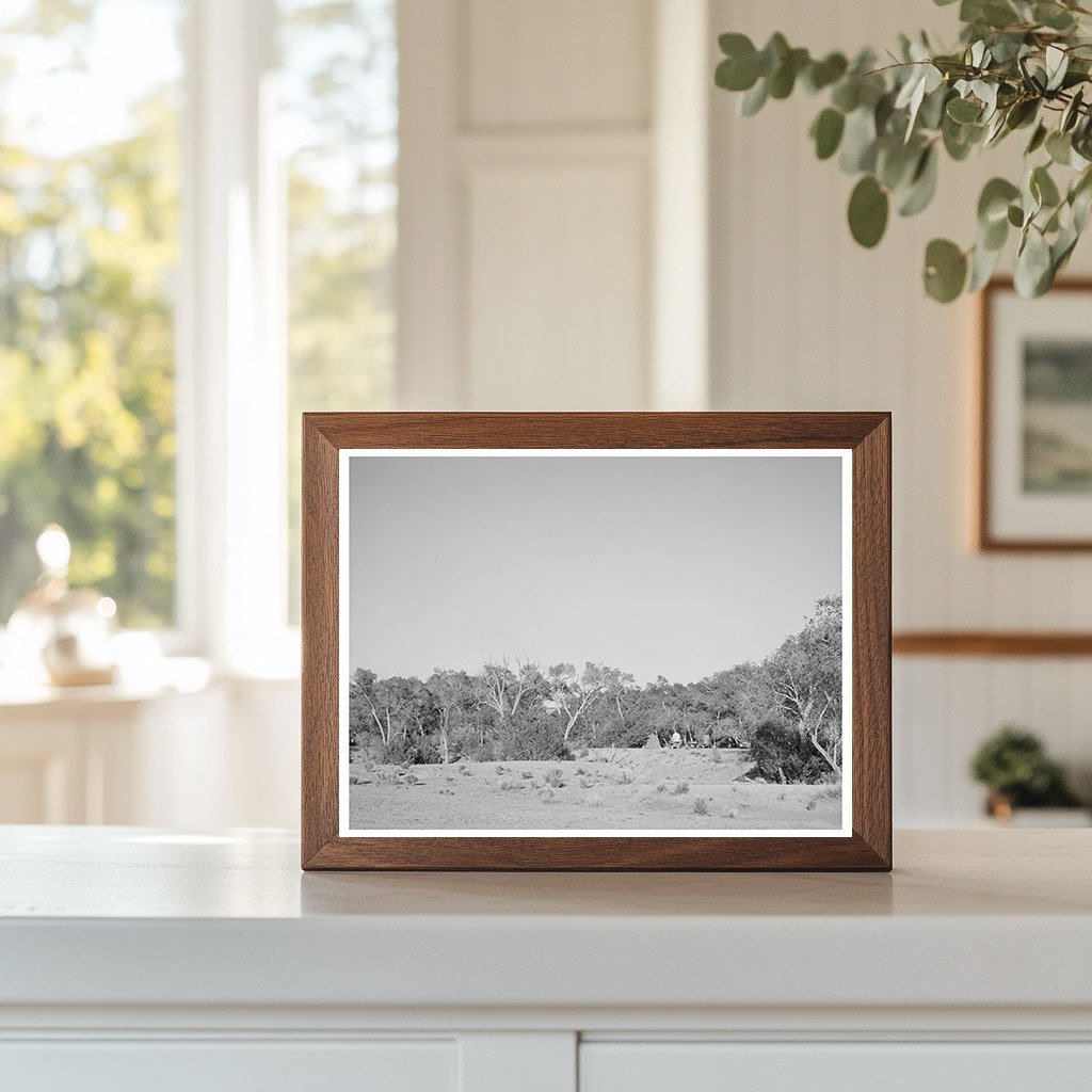 Cottonwood Grove Quemado New Mexico June 1940 Photo