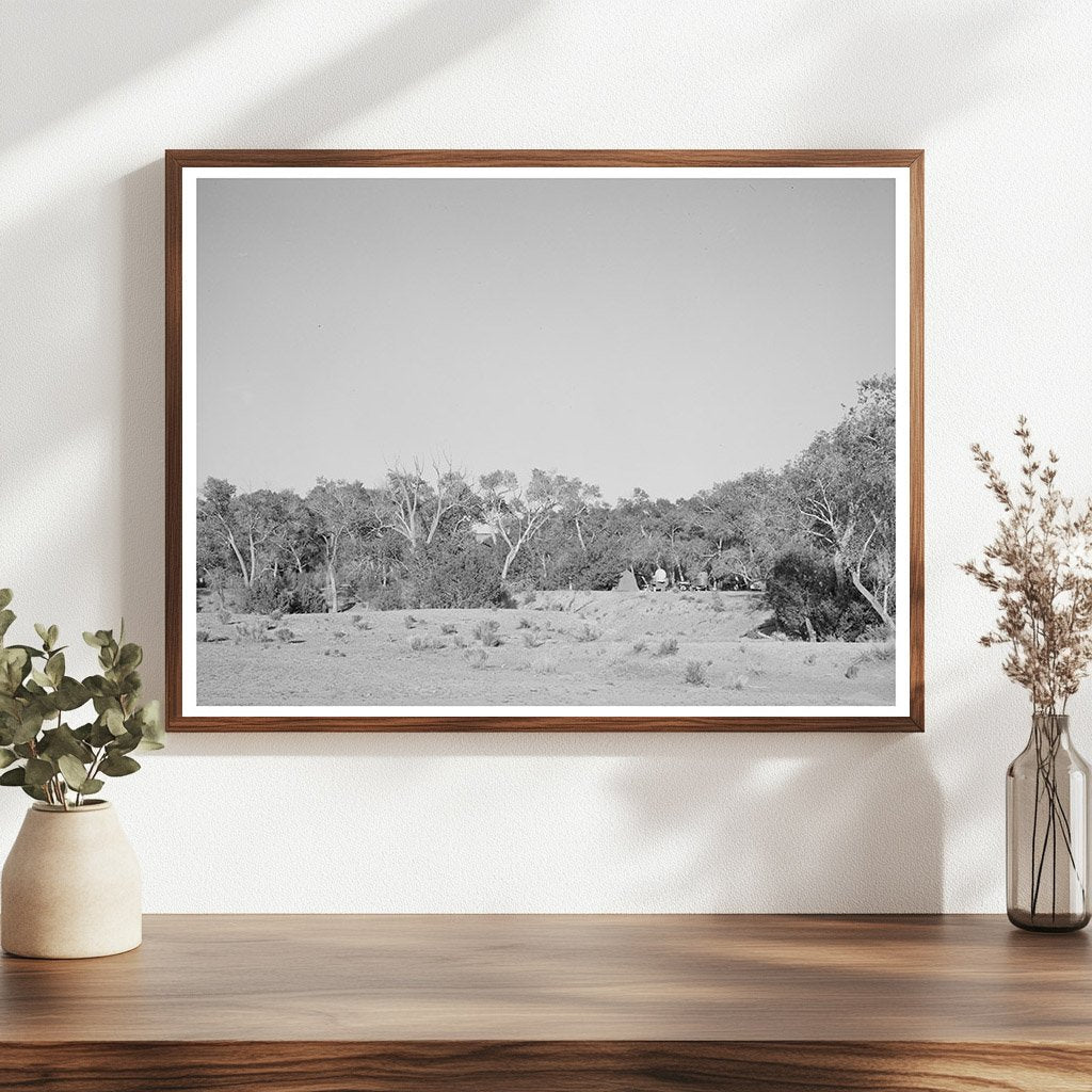 Cottonwood Grove Quemado New Mexico June 1940 Photo