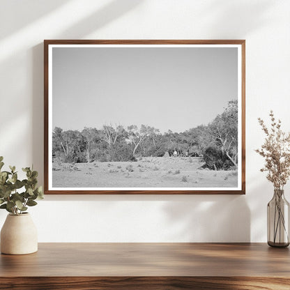 Cottonwood Grove Quemado New Mexico June 1940 Photo