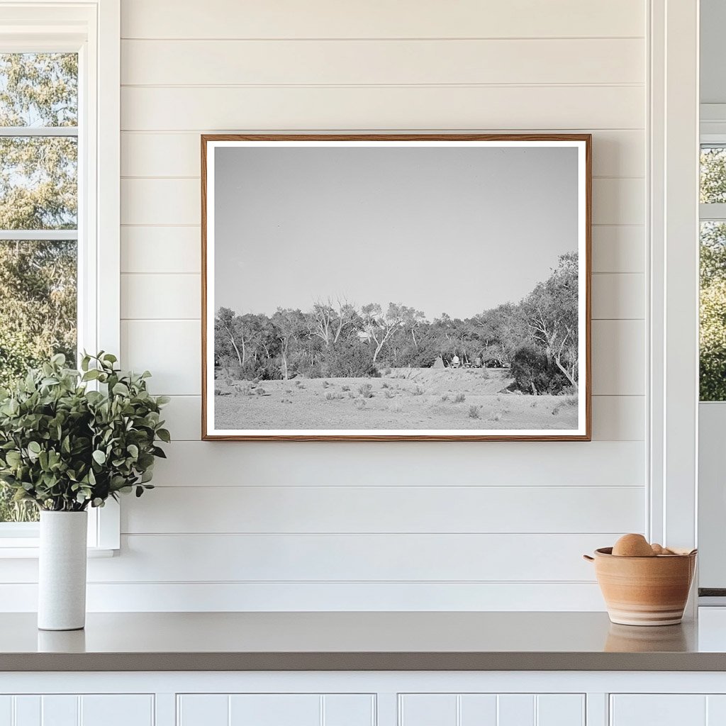 Cottonwood Grove Quemado New Mexico June 1940 Photo