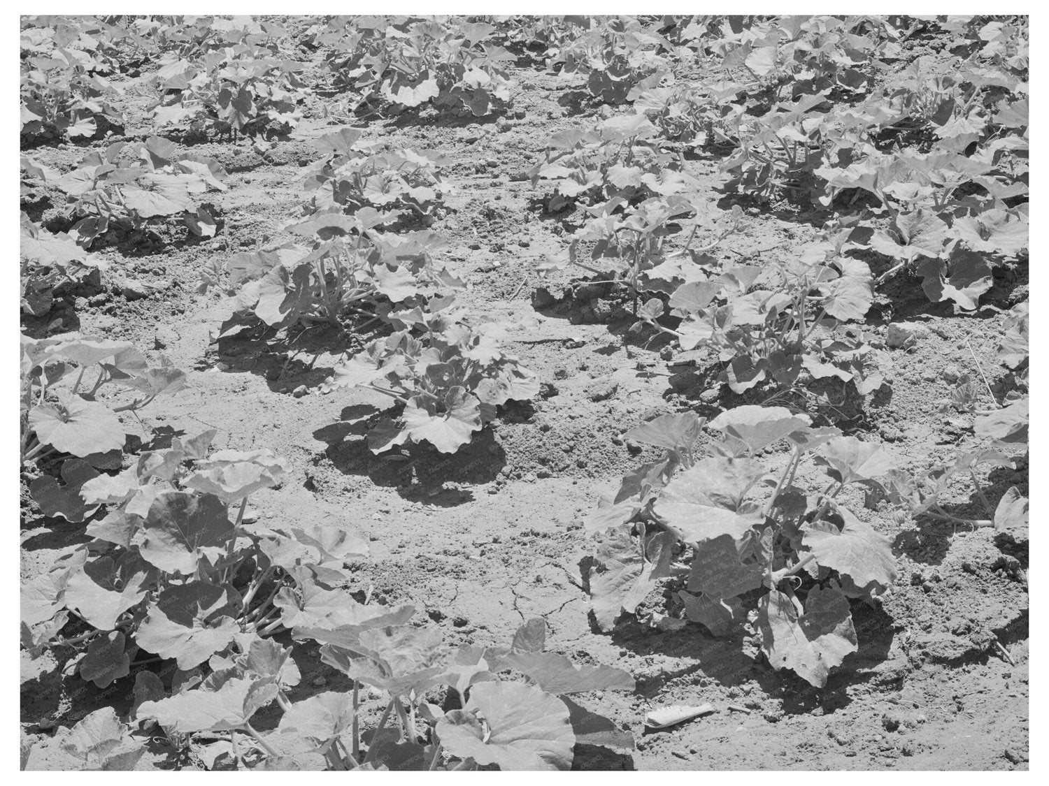 Pumpkin Vines in Chamisal New Mexico July 1940