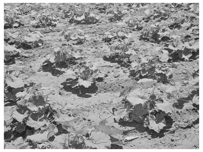 Pumpkin Vines in Chamisal New Mexico July 1940