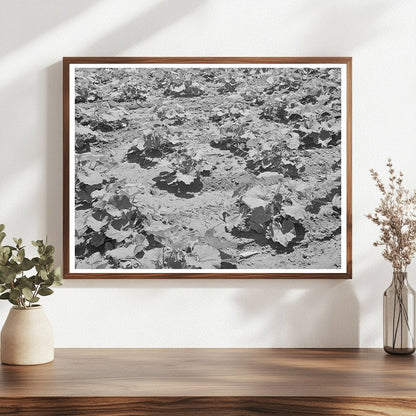 Pumpkin Vines in Chamisal New Mexico July 1940