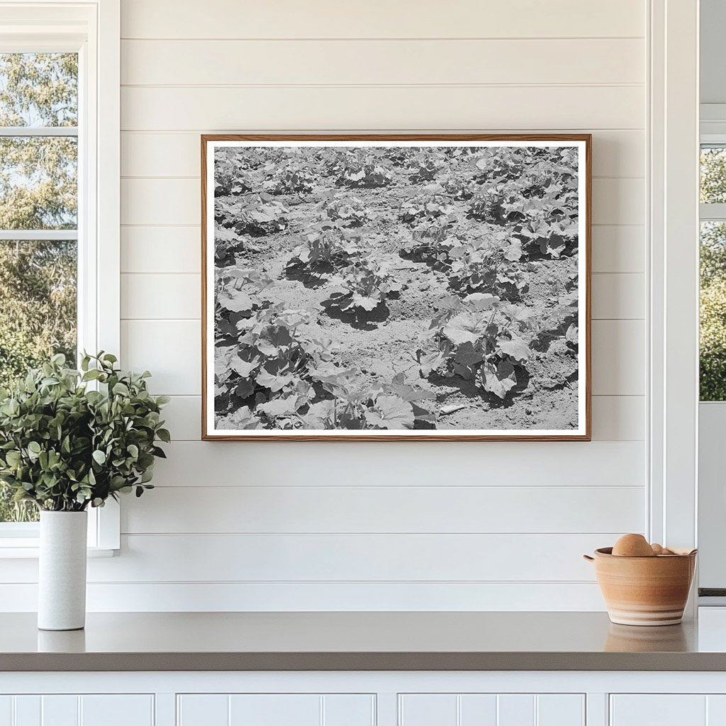 Pumpkin Vines in Chamisal New Mexico July 1940