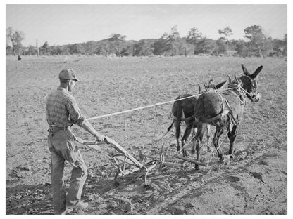 Cultivating Corn in Pie Town New Mexico 1940