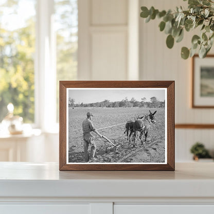 Cultivating Corn in Pie Town New Mexico 1940