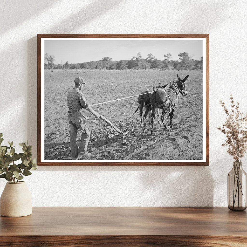 Cultivating Corn in Pie Town New Mexico 1940