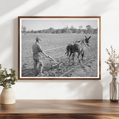 Cultivating Corn in Pie Town New Mexico 1940