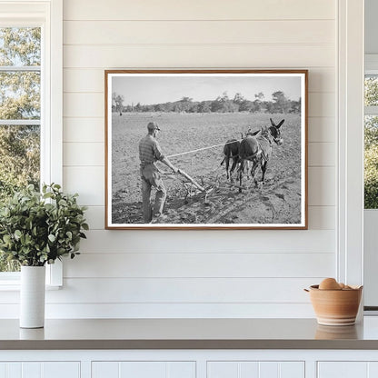 Cultivating Corn in Pie Town New Mexico 1940