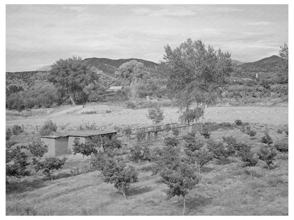 Irrigated Farm in Amalia New Mexico July 1940
