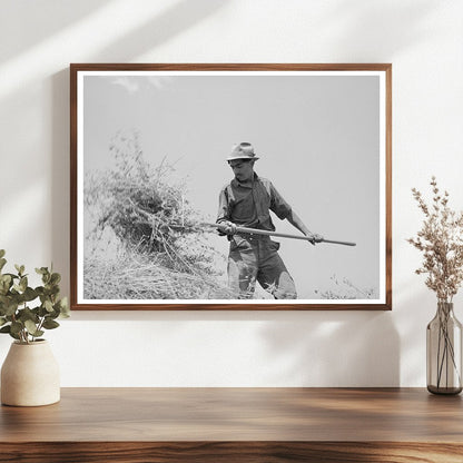 Spanish-American Farmer Pitching Hay Chamisal New Mexico 1940