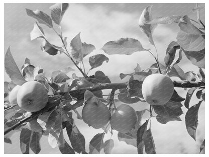 Apple Orchards Rio Pueblo Dixon New Mexico 1940