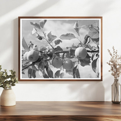 Apple Orchards Rio Pueblo Dixon New Mexico 1940