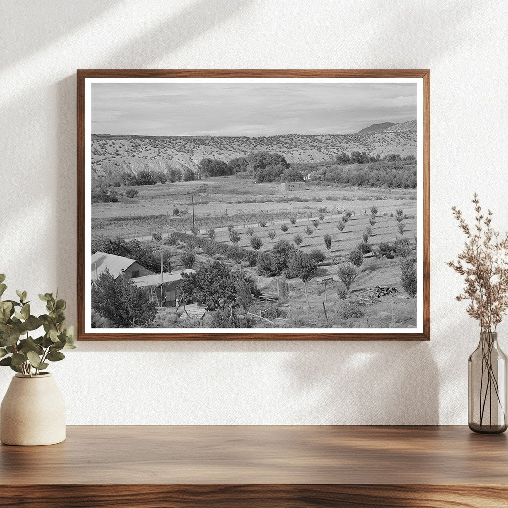 Dixon New Mexico Orchard July 1940 Vintage Photograph