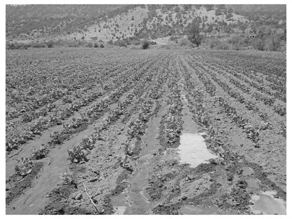 Irrigated Bean Field Amalia Taos County New Mexico 1940