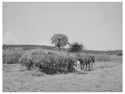 Hay Pitching on Spanish-American Farm Chamisal NM 1940