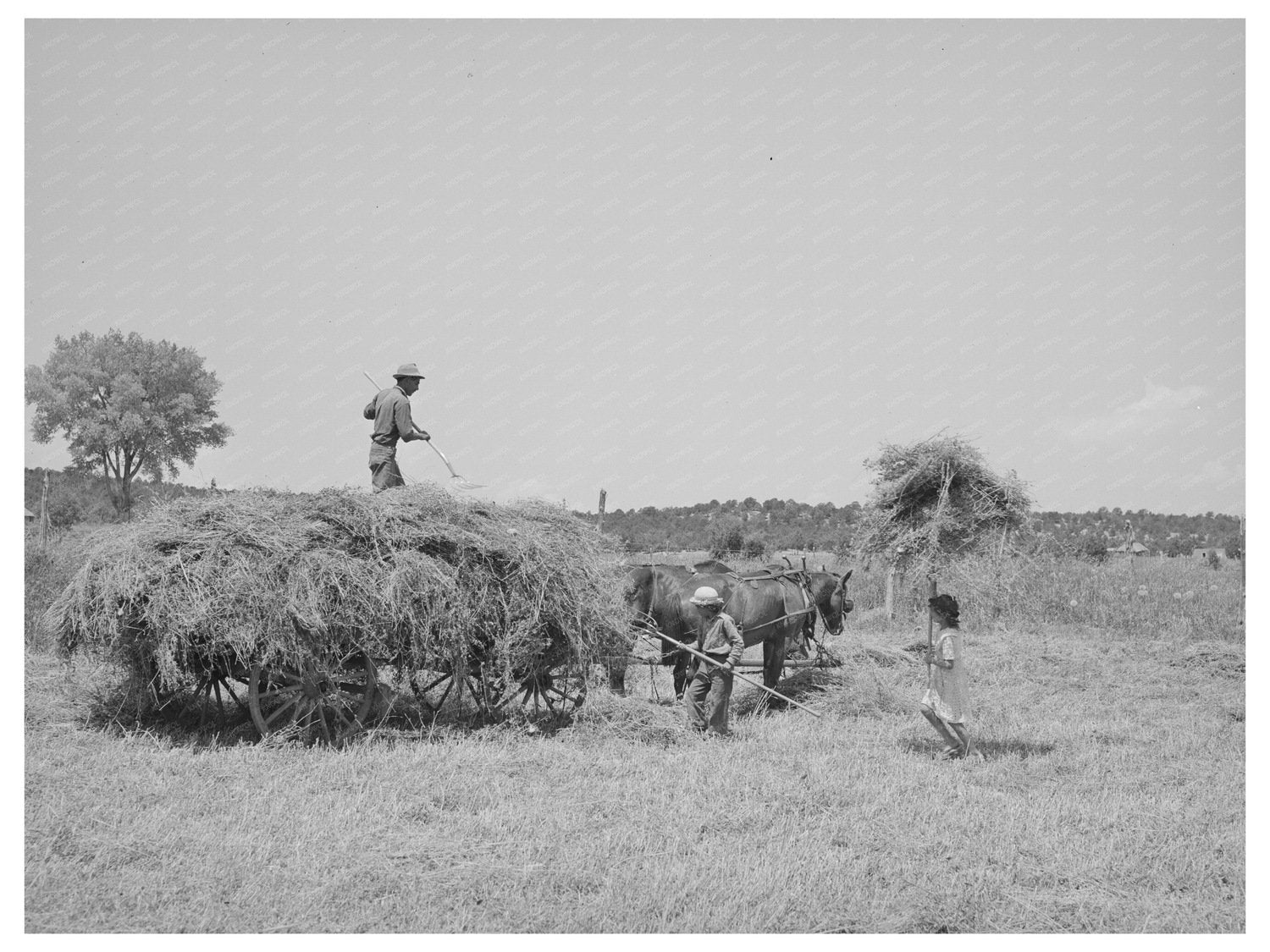 Farming Scene in Chamisal New Mexico July 1940
