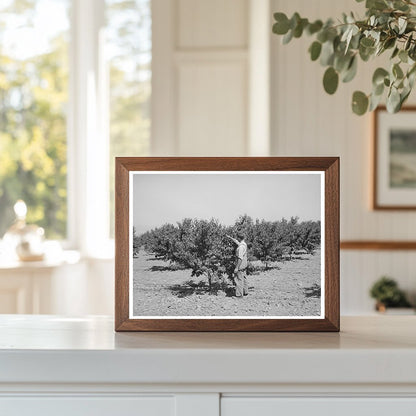 1940 Farmer in Cache County Utah Orchard Assistance Photo