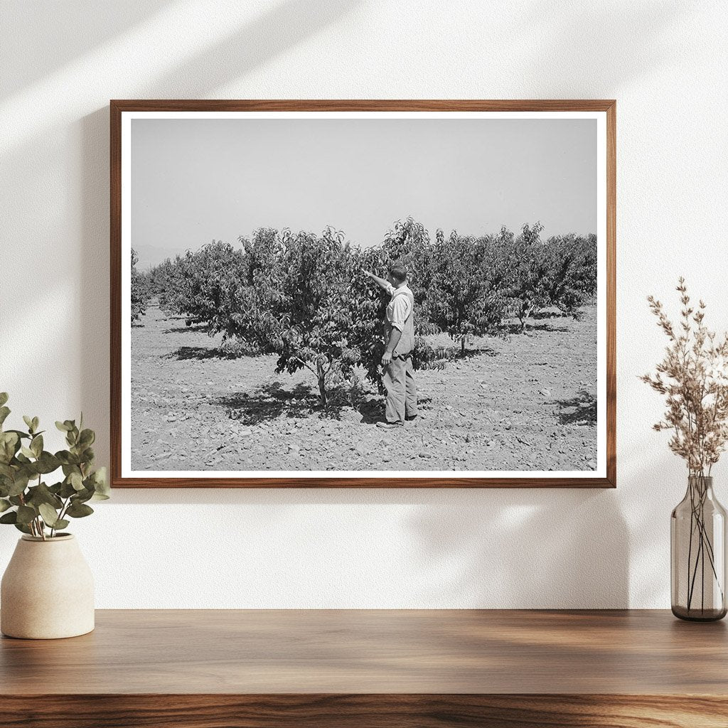 1940 Farmer in Cache County Utah Orchard Assistance Photo