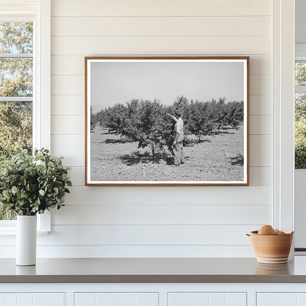 1940 Farmer in Cache County Utah Orchard Assistance Photo