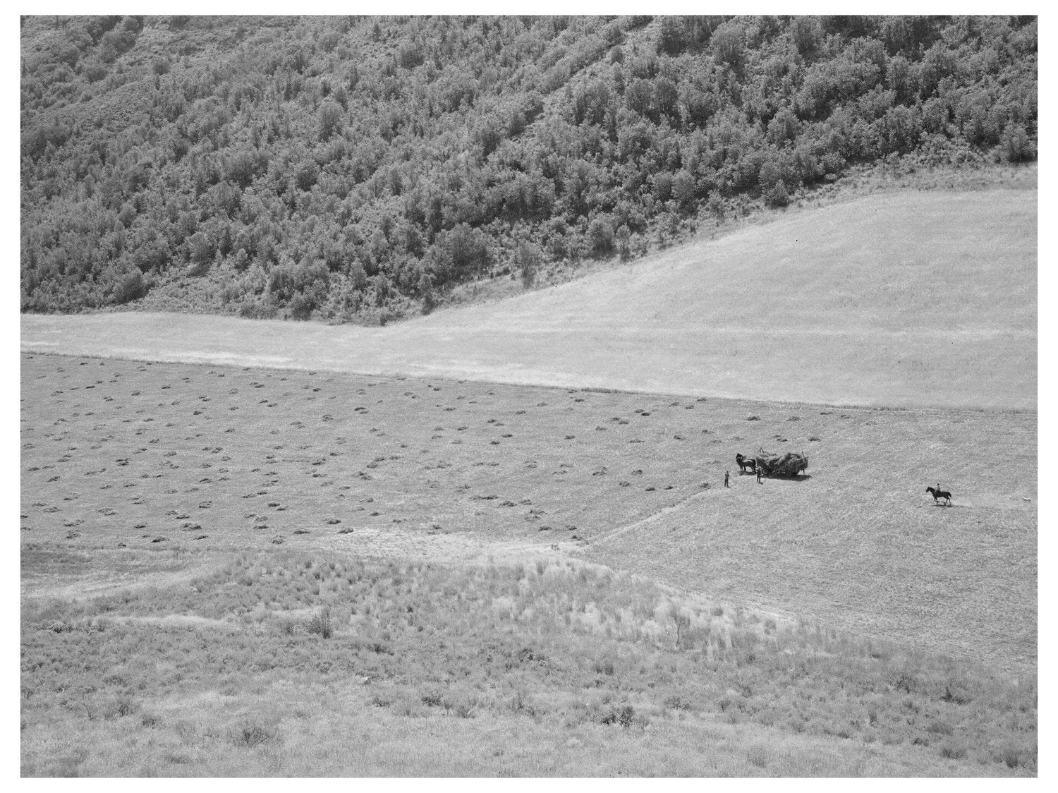Mountain Hay Field in Cache County Utah August 1940
