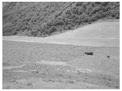Mountain Hay Field in Cache County Utah August 1940