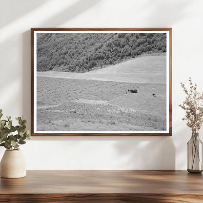 Mountain Hay Field in Cache County Utah August 1940