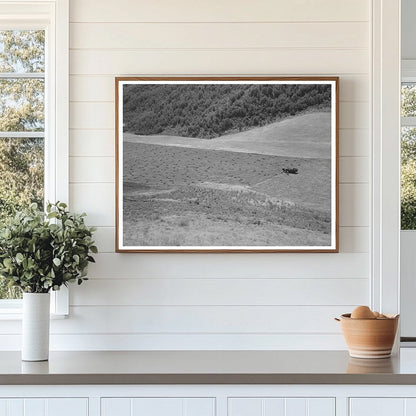 Mountain Hay Field Cache County Utah August 1940