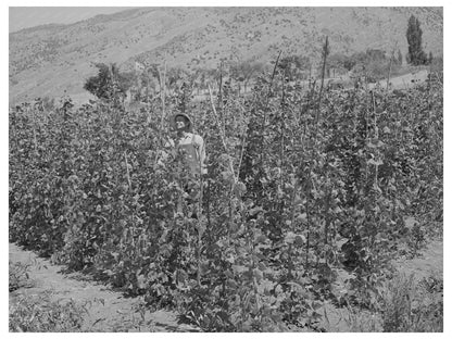 Green Beans Farming in Cache County Utah August 1940