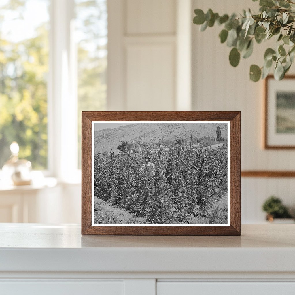Green Beans Farming in Cache County Utah August 1940