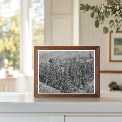 Green Beans Farming in Cache County Utah August 1940