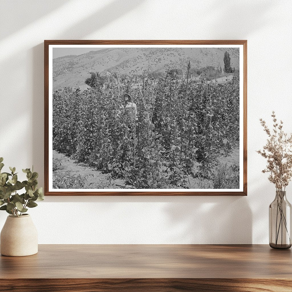 Green Beans Farming in Cache County Utah August 1940