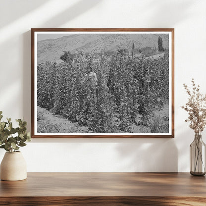 Green Beans Farming in Cache County Utah August 1940
