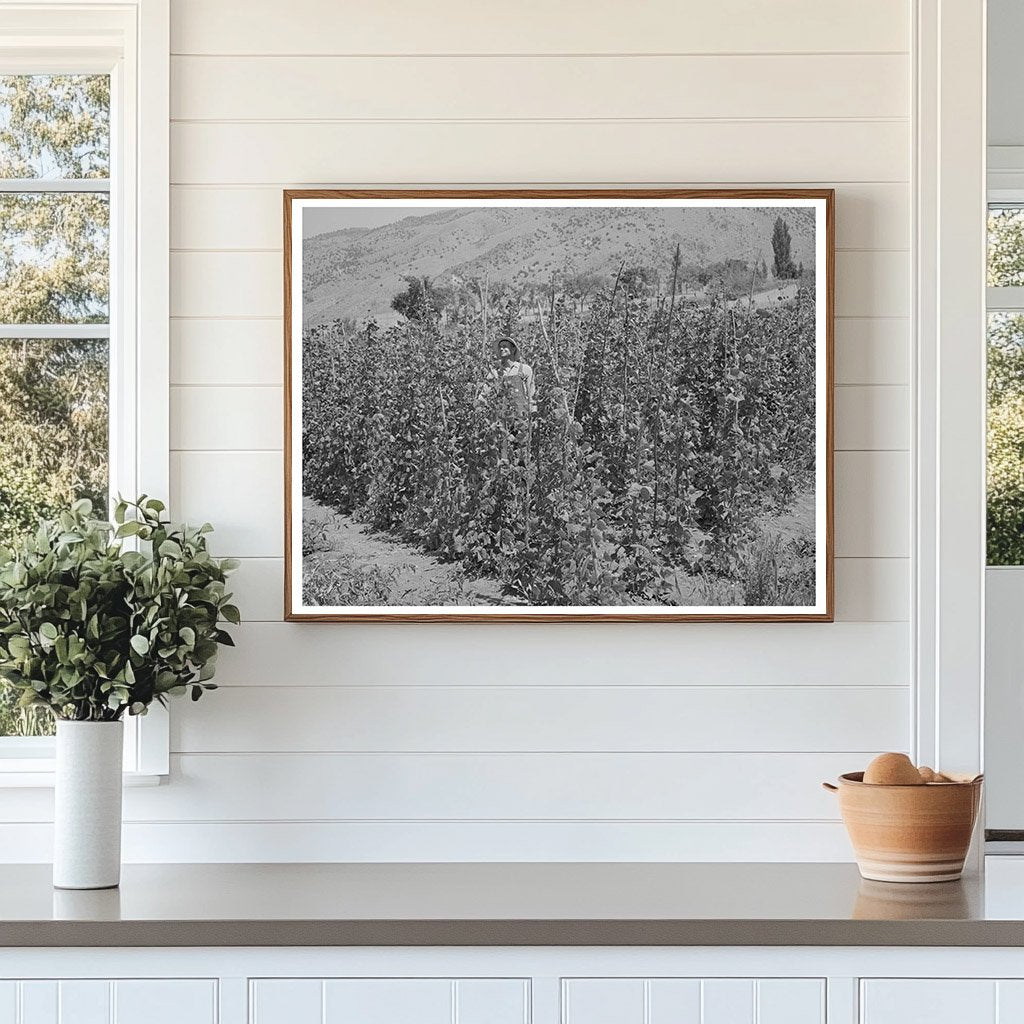 Green Beans Farming in Cache County Utah August 1940
