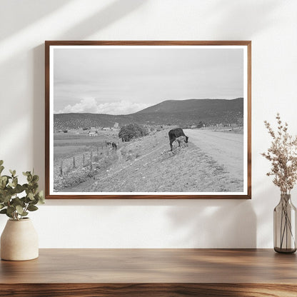 Cows by Irrigation Ditch in Penasco New Mexico 1940
