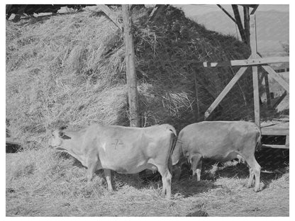 Cows Feeding on Hay at Mormon Farm Utah 1940