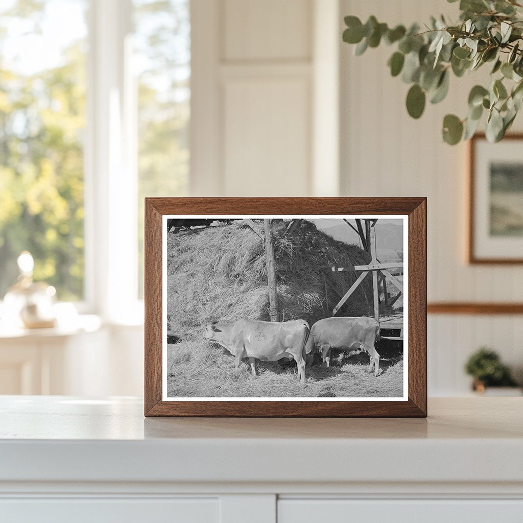 Cows Feeding on Hay at Mormon Farm Utah 1940