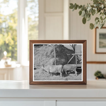 Cows Feeding on Hay at Mormon Farm Utah 1940