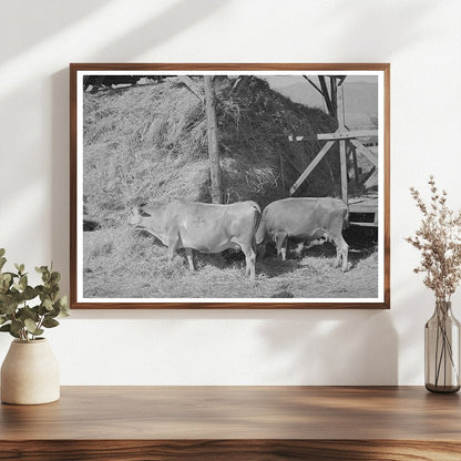 Cows Feeding on Hay at Mormon Farm Utah 1940