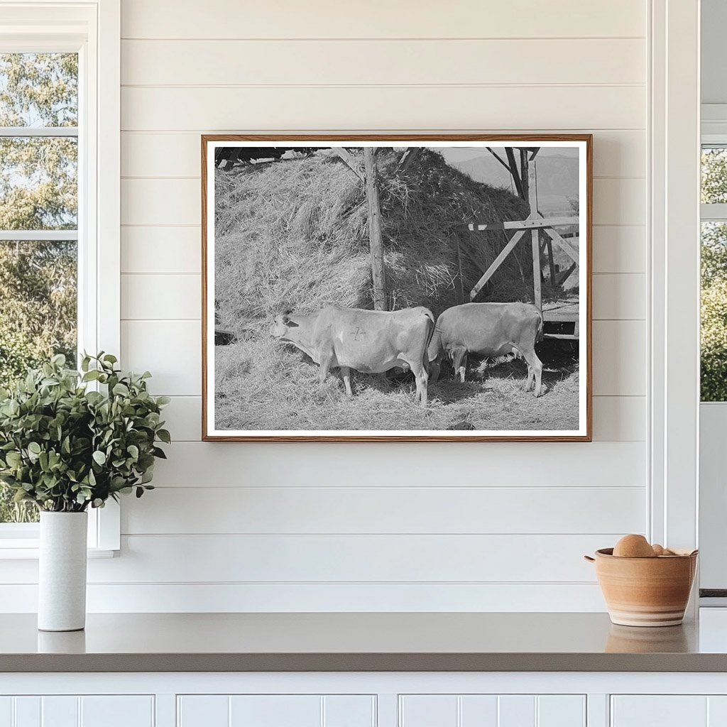 Cows Feeding on Hay at Mormon Farm Utah 1940