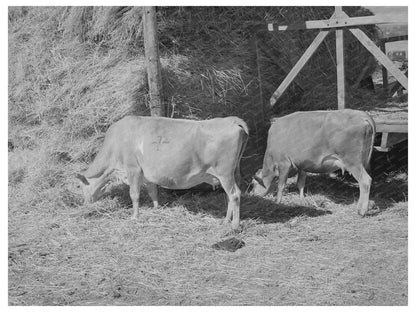 Cows Eating Hay on Cache County Farm August 1940