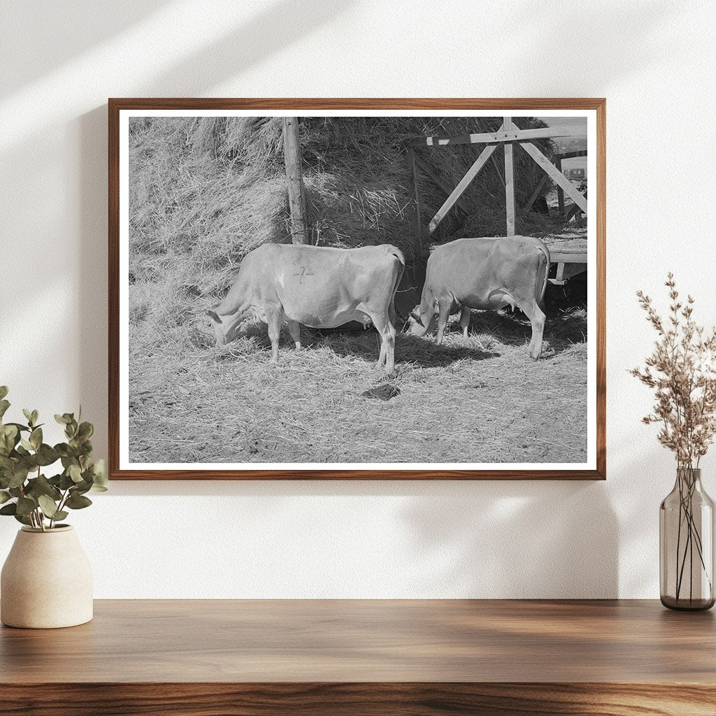 Cows Eating Hay on Cache County Farm August 1940