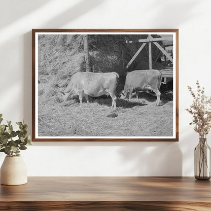 Cows Eating Hay on Cache County Farm August 1940
